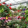 Mel's Nursery to close in September after four decades