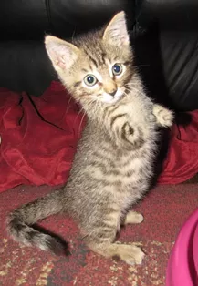 CAT FRIDAY: Mercury and Frosty, two kittens who defied the odds