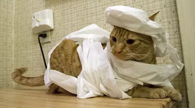 HALLOWEEN: Inlander staff cats in costume