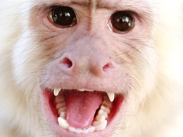 Monkey with the New Inlander.com
