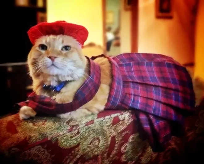 CAT FRIDAY: Results of the 2014 Halloween Cats Photo Contest