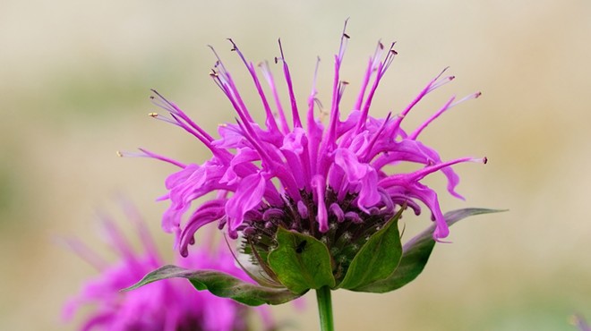 Image: Native Species to Plant