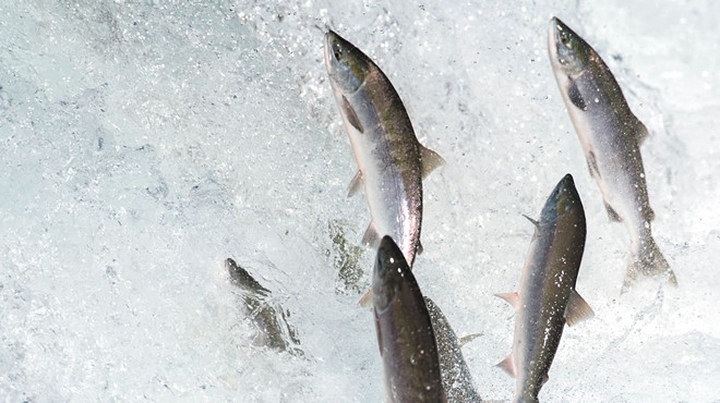 Nearly 30 years in, Save Our Wild Salmon continues its push to save Snake River fish