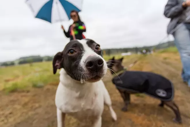 PHOTOS: Parade of Paws