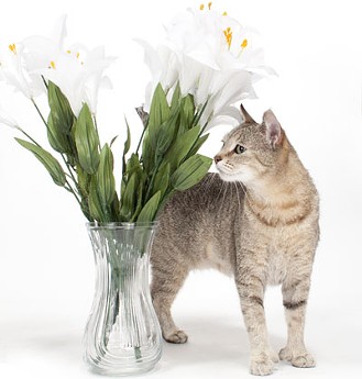 CAT FRIDAY: Keep cats away from lilies this Easter