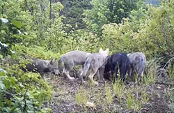 Huckleberry wolf pack shows how livestock conflicts impact recovery goals