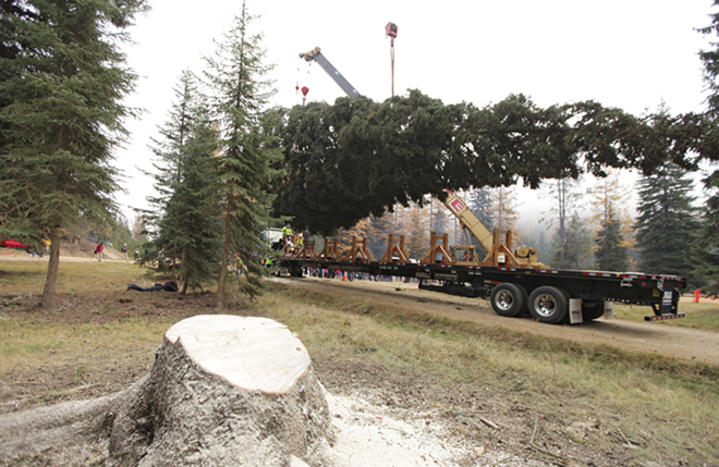 Weekly report: Hunt your own tree, Dakota drilling and turkey transfers