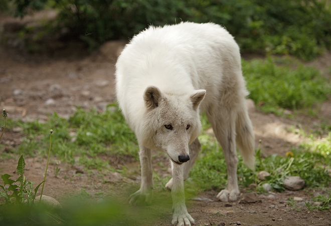 Weekly report: Surprising wolf study, new wilderness protections and grizzlies