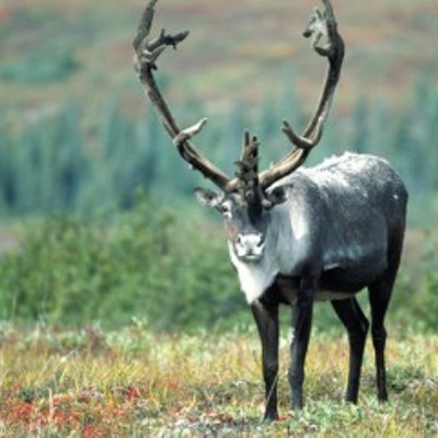 Public comment on Selkirk caribou protections ends Wednesday
