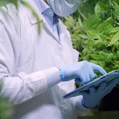 New research looks into cannabis as a weapon in the fight against the pandemic
