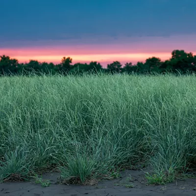 Image: NEWS BRIEFS: The CDA Tribe gets help restoring the Palouse