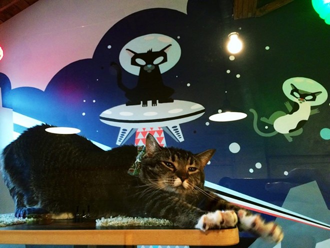 CAT FRIDAY: Purringtons, the first Northwest cat cafe, opens this weekend