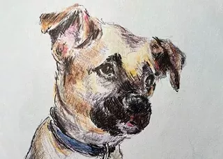 Image: Pet Portrait