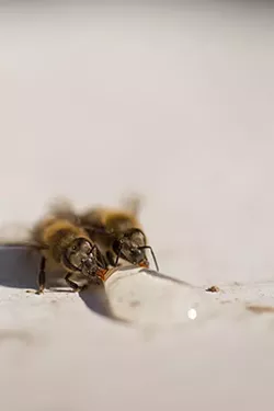 PHOTOS: Local beekeepers and their hives