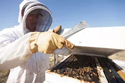PHOTOS: Local beekeepers and their hives