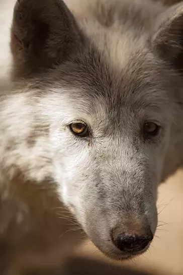 PHOTOS: Wolf People Center