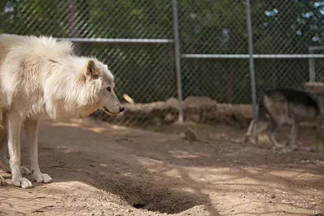 PHOTOS: Wolf People Center
