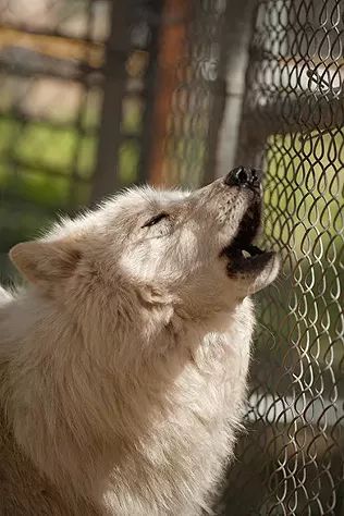 PHOTOS: Wolf People Center