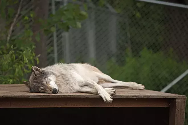 PHOTOS: Wolf People Center