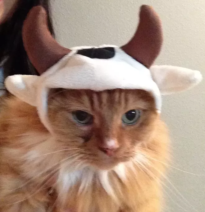 HALLOWEEN: Inlander staff cats in costume