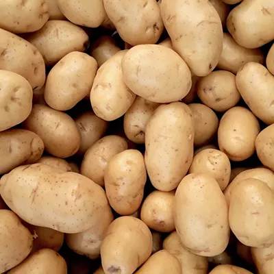 Image: Plentiful Potatoes: How to best store and use those surplus spuds