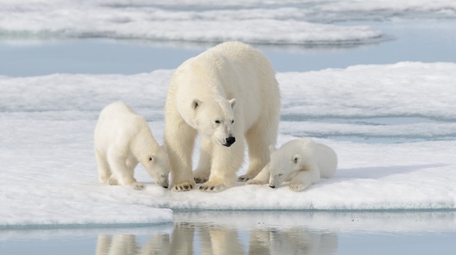 Polar Bears and Global Warming: Connecting the Dots to the Rest of Us