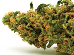 Poll shows Washington voters split on marijuana legalization