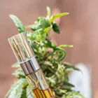Image: Rather than buying disposable cannabis vaporizers, check out these more sustainable options