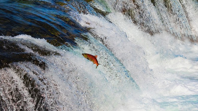 Save Our Wild Salmon has been working for more than 30 years to salvage &#10;the future of salmon and steelhead populations in the Pacific Northwest