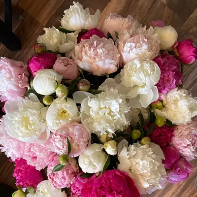 Image: Peonies