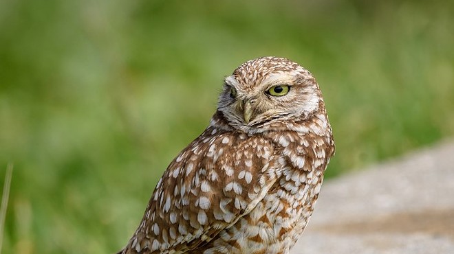 Spokane Audubon Meeting: Burrowing Owls