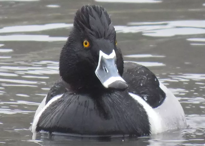 ring-necked_duck_photo_by_bea_harrison.webp