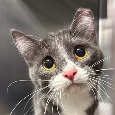 Image: Spokane is the nation's &#10;No. 4 cat-loving city per &#10;PetSmart list; local shelters make the ranking paws-ible