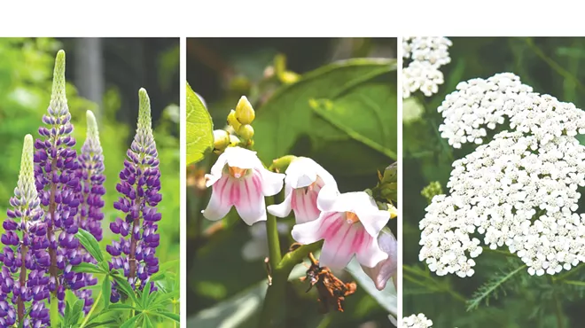 Image: Spokane Parks &amp; Rec's wildflower walks offer beautiful views and camaraderie