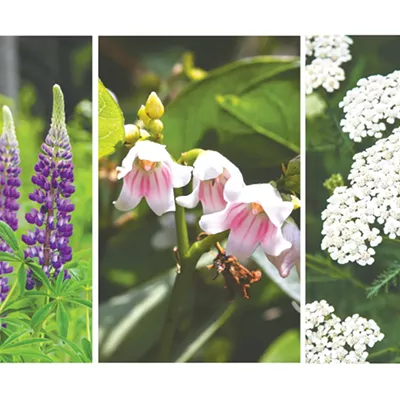 Image: Spokane Parks &amp; Rec's wildflower walks offer beautiful views and camaraderie