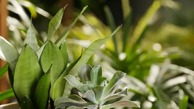 Image: Spokane's Best Garden Supply & Nurseries