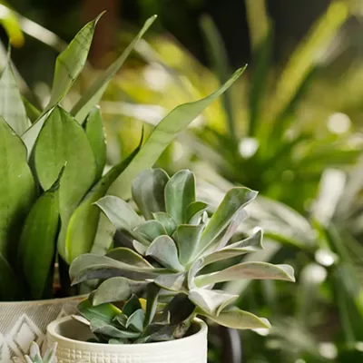 Image: Spokane's Best Garden Supply & Nurseries