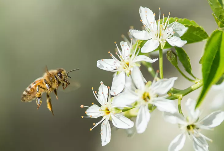 Image: STOP STEREOTYPING: 30 local insects who never murdered anybody