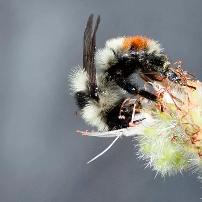 Image: STOP STEREOTYPING: 30 local insects who never murdered anybody