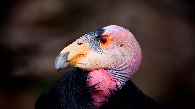 Image: That status of condors right now and future plans for the big birds