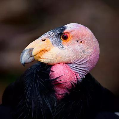 Image: That status of condors right now and future plans for the big birds