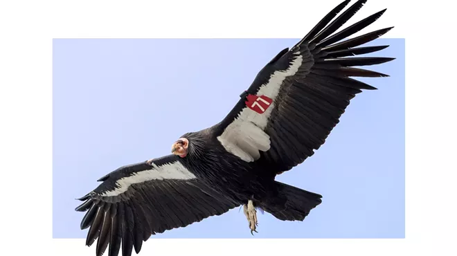 Image: The last scientifically documented sighting of a wild condor in Washington state occurred in 1897. Can they come back?