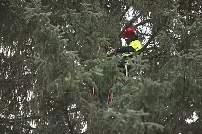 PHOTOS: U.S. Capitol Christmas Tree Cutting