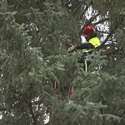 PHOTOS: U.S. Capitol Christmas Tree Cutting