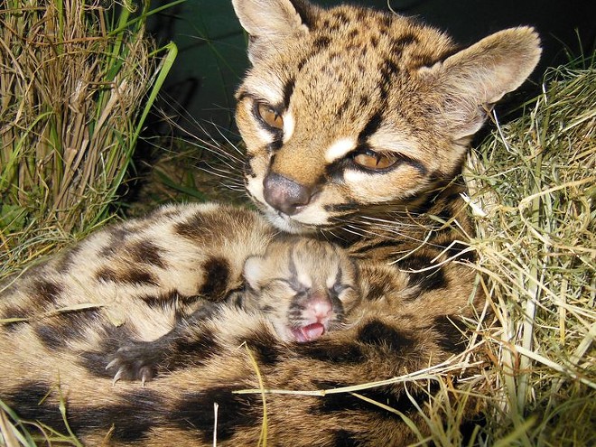 CAT FRIDAY: A look back at the adorable baby wild cats born at zoos in 2014