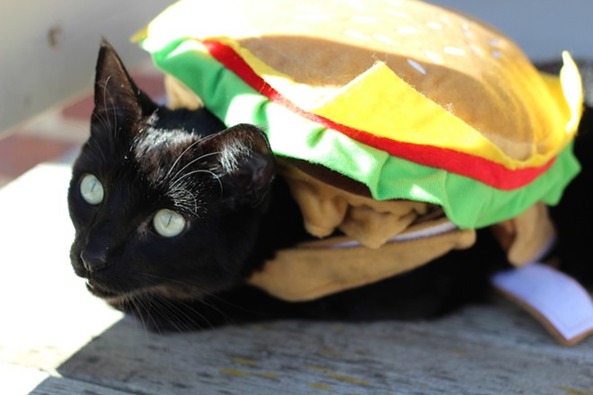 CAT FRIDAY: Results of the 2014 Halloween Cats Photo Contest