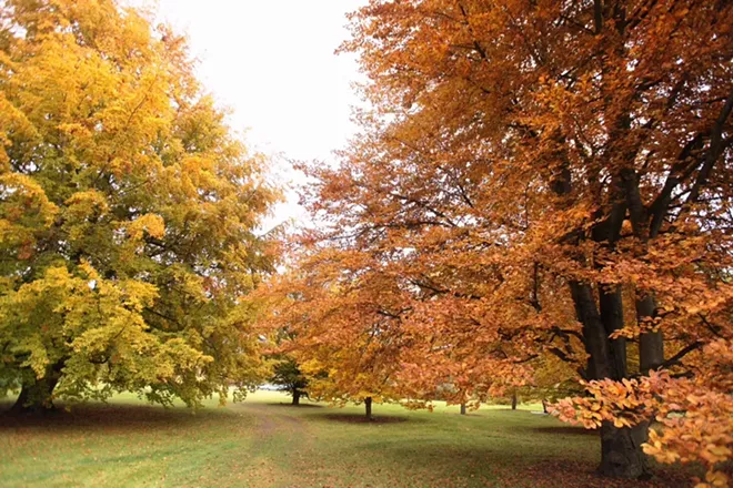 PHOTOS: Fall Leaf Festival