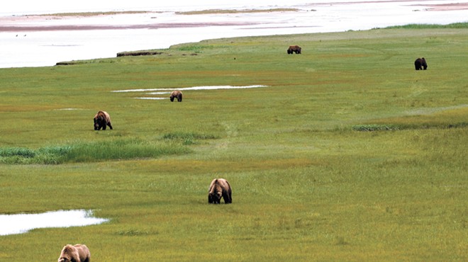 Trump administration undoes rules that restrict bear hunting in Alaska