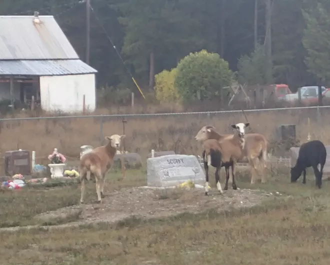 Two unrelated tales about graves in yards