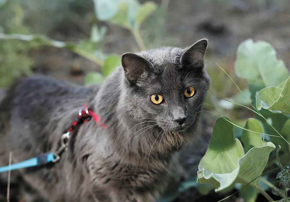 Meet two nature-loving cats living in Spokane who've become stars of the #adventurecat world